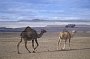 montage14mar04_3_007 04_5_006 var